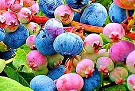 Stk - 15x Regenbogen Heidelbeere Bunt Obst Garten