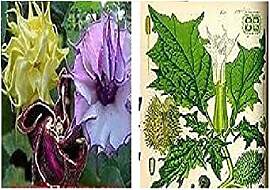 Stk - 15x Seltene Datura Bunt Mix Blumen Pflanzen