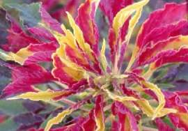 Stk - 20x Blatt-Amaranth-Fuchsschwanz Samen Garten 
