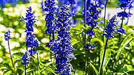 Stk - 20x Riesen Delphinium cultorums Blau