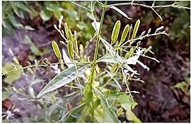 Stk - 25x Andrographis paniculata Kalmegh Strauch