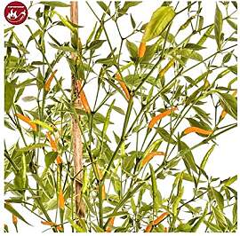 Stk - 2x Thai Orange Hot BIO Chili Gewürz Garten