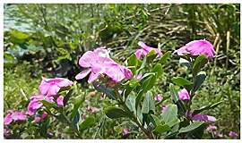 Stk - 30x Catharanthus roseus Madagaskar