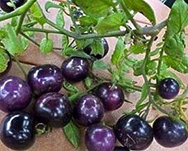 Stk - 30x Lila Blaue Tomaten Pflanzen - Samen A51