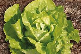 Stk - 325x Twelloser Gelber Kopfsalat Butter salat 