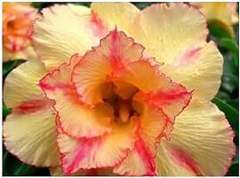Stk - 3x Adenium obesum Orange V Wüstenrose