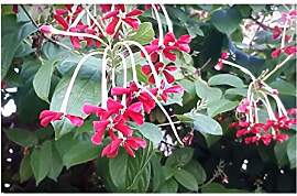 Stk - 3x Combretum indicum Rangunschlinger Strauch 