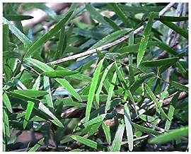 Stk - 5x Asparagus falcatus Zierspargel Strauch