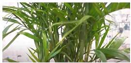 Stk - 5x Bambus Palme Pogonatherum Zimmerbambus