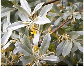 Stk - 5x Elaeagnus angustifolia Ölweide Baum