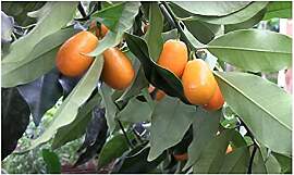 Stk - 5x Fortunella spec. Kumquat kleinste Orange