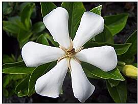 Stk - 5x Gardenia saxatilis Strauch Baum Garten