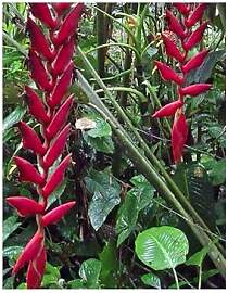 Stk - 5x Heliconia longa Zierblumen, Zierlaub Rot, 