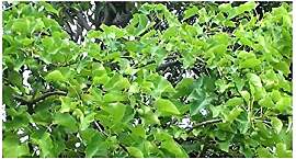 Stk - 5x Jatropha curcas Purgiernuss Strauch Baum