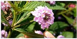 Stk - 5x Lantana trifolia Wandelröschen Strauch