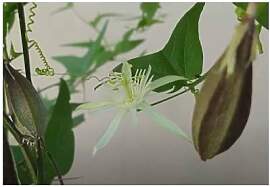 Stk - 5x Passiflora capsularis Kletterpflanze