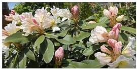 Stk - 5x Rhododendron griffithianum Rosenbaum