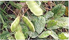 Stk - 6x Dioclea reflexa Kletterpflanze Garten