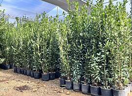 Sunny Tree - Laurus Nobilis Echter Lorbeer
