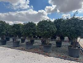 Sunny Tree - Photinia Fraseri Red Robin –