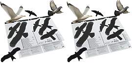 SWISSINNO Vogelschutz-Aufkleber, Warnvögel für