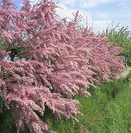 Tamarix tetrandra 100–150 cm – Winterhart,