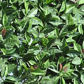 TENAX Divy 3D Plus Photinia 1,50x3 m Grün-Rot,