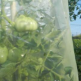 TENAX Tomato Film 0,60x10 m Gelb, Schlauchförmige 