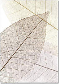 TPFLiving Luxus Poster Leinwand - Ginkgo-Blatt -