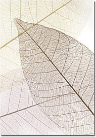 TPFLiving Luxus Poster Leinwand - Ginkgo-Blatt -