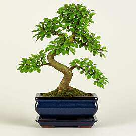 Ulmus parvifolia Bonsai – Chinesische Ulme ca.