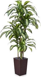 VeriNatural Künstlicher Drachenbaum 180 cm