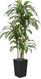 VeriNatural Künstlicher Drachenbaum 180 cm