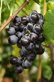 Vitis vinifera kernlos 80-100 cm – Winterhart,