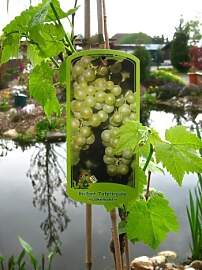 Vitis vinifera ‘Lakemont’ 80 cm, 3 L Topf –