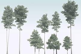 Vliestapete KOMAR "Digitaldruck Vlies - Pines 
