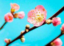 Vliestapete KOMAR "Peach Blossom", bunt