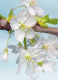 Vliestapete KOMAR "Vlies - Blossom - Größe