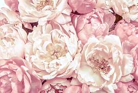 Vliestapete KOMAR "Vlies - Peonies - Größe
