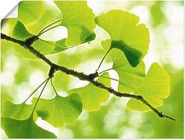 Wandbild ARTLAND "Ginkgo", grün (farbe