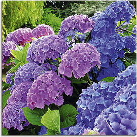 Wandbild ARTLAND "Hortensien im Garten", 