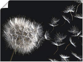 Wandbild ARTLAND "Pusteblume", schwarz