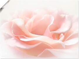 Wandbild ARTLAND "Rose I", pink (farbe