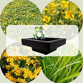 WASSERPFLANZEN WOLFF - FROG-ISLAND gelb-