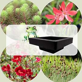 WASSERPFLANZEN WOLFF - FROG-ISLAND rot -