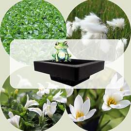 WASSERPFLANZEN WOLFF - FROG-ISLAND weiß -