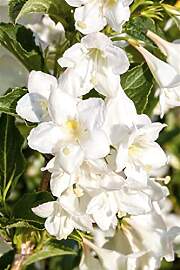Weigela 'Snowflake' 60–100 cm –
