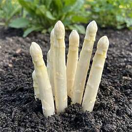 Weiß Spargel Pflanzen - 5 frigo A+ Echte Pflanzen 