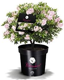 !!WELTNEUHEIT!! Bloombux® – flower & form