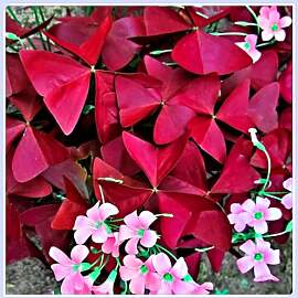 Winterhart zwiebeln, Winterhart pflanzen,